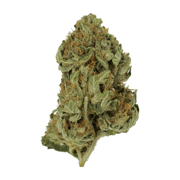 Bubblegum – 1 ounce | The Healing Co Canada