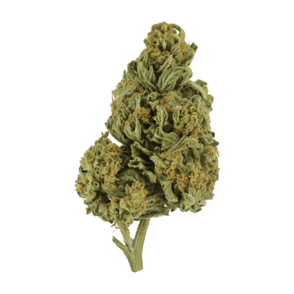 Blackwater | The Healing Co Canada