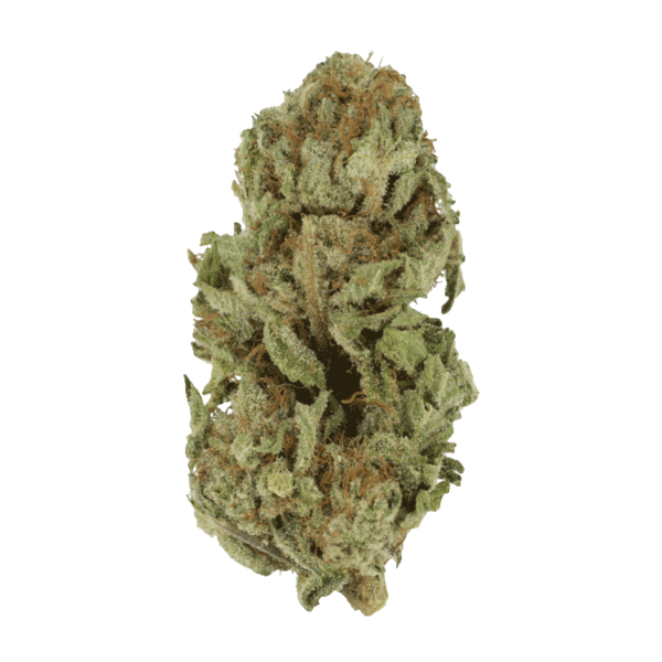 Golden Goat | The Healing Co Canada