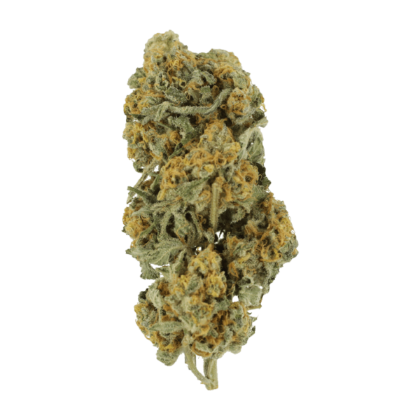 Miracle Alien Cookies | The Healing Co Canada