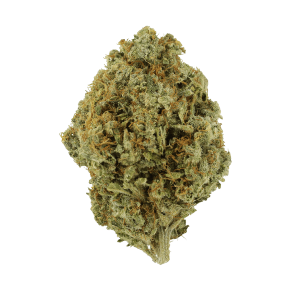 Orange Barb | The Healing Co Canada