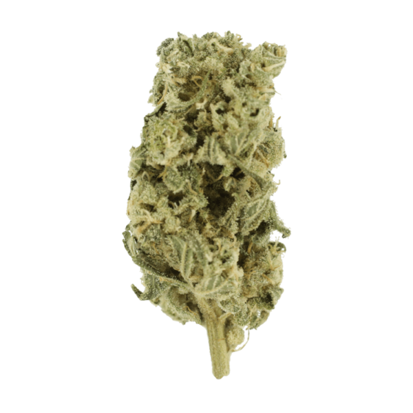 Romulan Hashplant | The Healing Co Canada