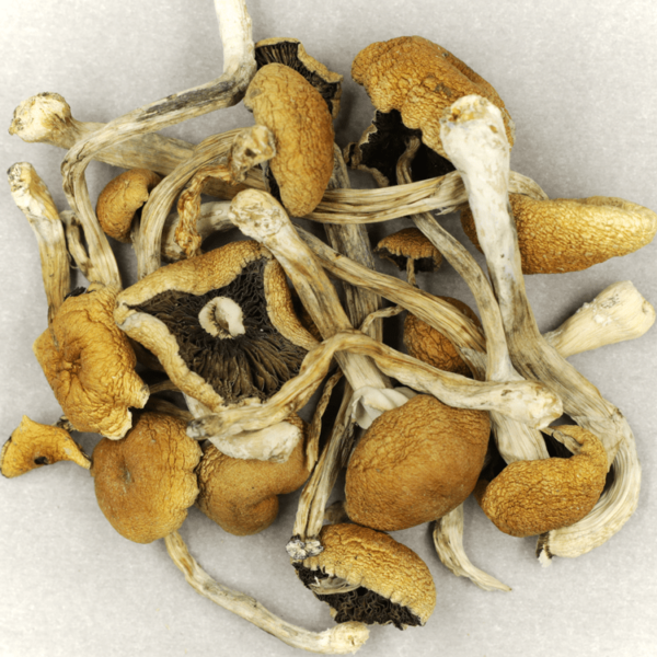 Cambodian Psilocybe Cubensis | The Healing Co Canada