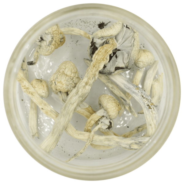 Great White Monster Cubensis | The Healing Co Canada