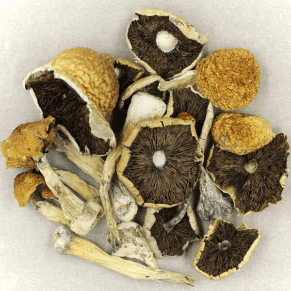 Penis Envy Cubensis | The Healing Co Canada