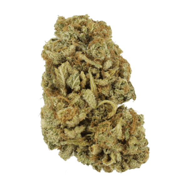 Blackwater | The Healing Co Canada