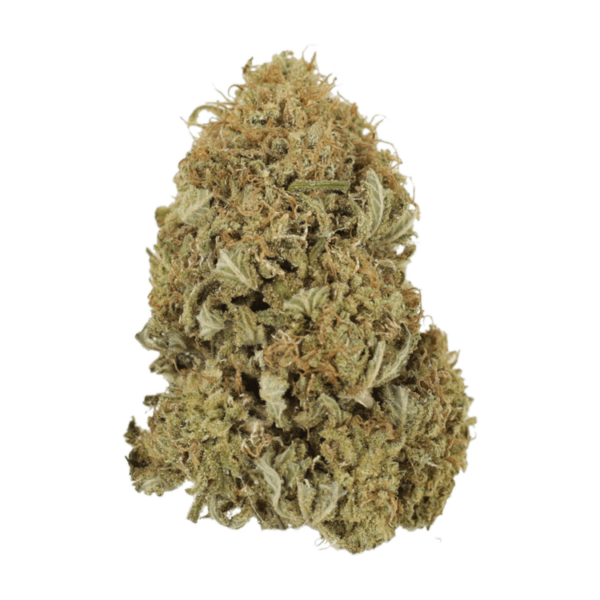 G13 | The Healing Co Canada