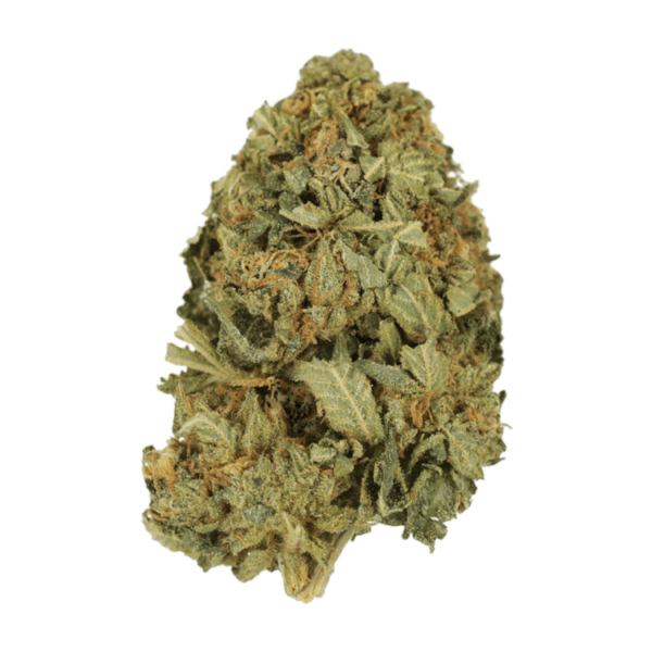 G13 | The Healing Co Canada