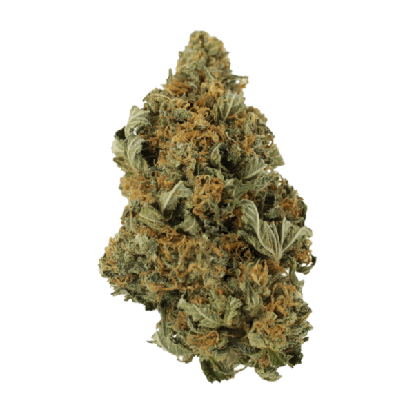 God’s Bubba | The Healing Co Canada