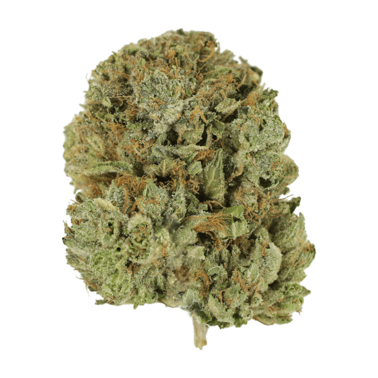 Pink Taco | The Healing Co Canada Pink Taco | The Healing Co Canada