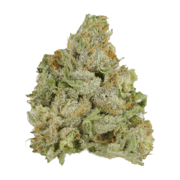 El Jefe | The Healing Co Canada