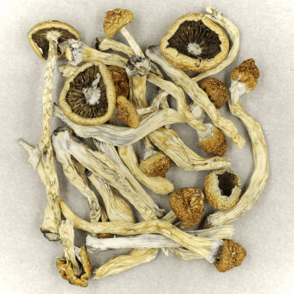 Texas Yellow Cap | The Healing Co Canada