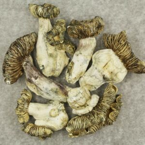 White Burma | The Healing Co Canada
