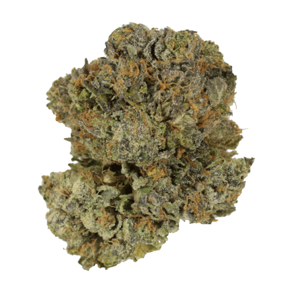 Chocolate Mint | The Healing Co Canada