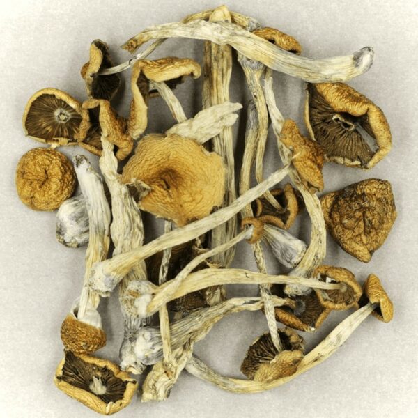 Psilocybe Cubensis Mexicana | The Healing Co Canada