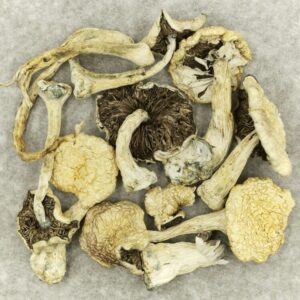 Leucistic Burma | The Healing Co Canada