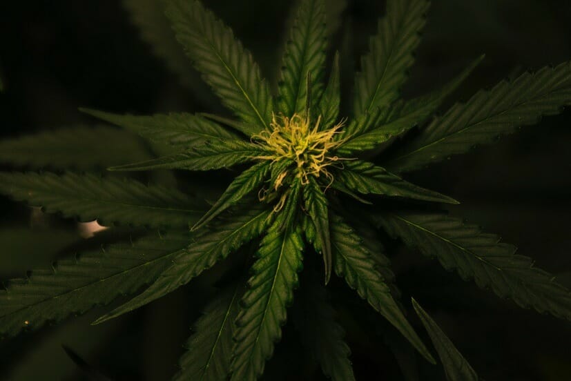 Grasslife Canada | The Healing Co Canada