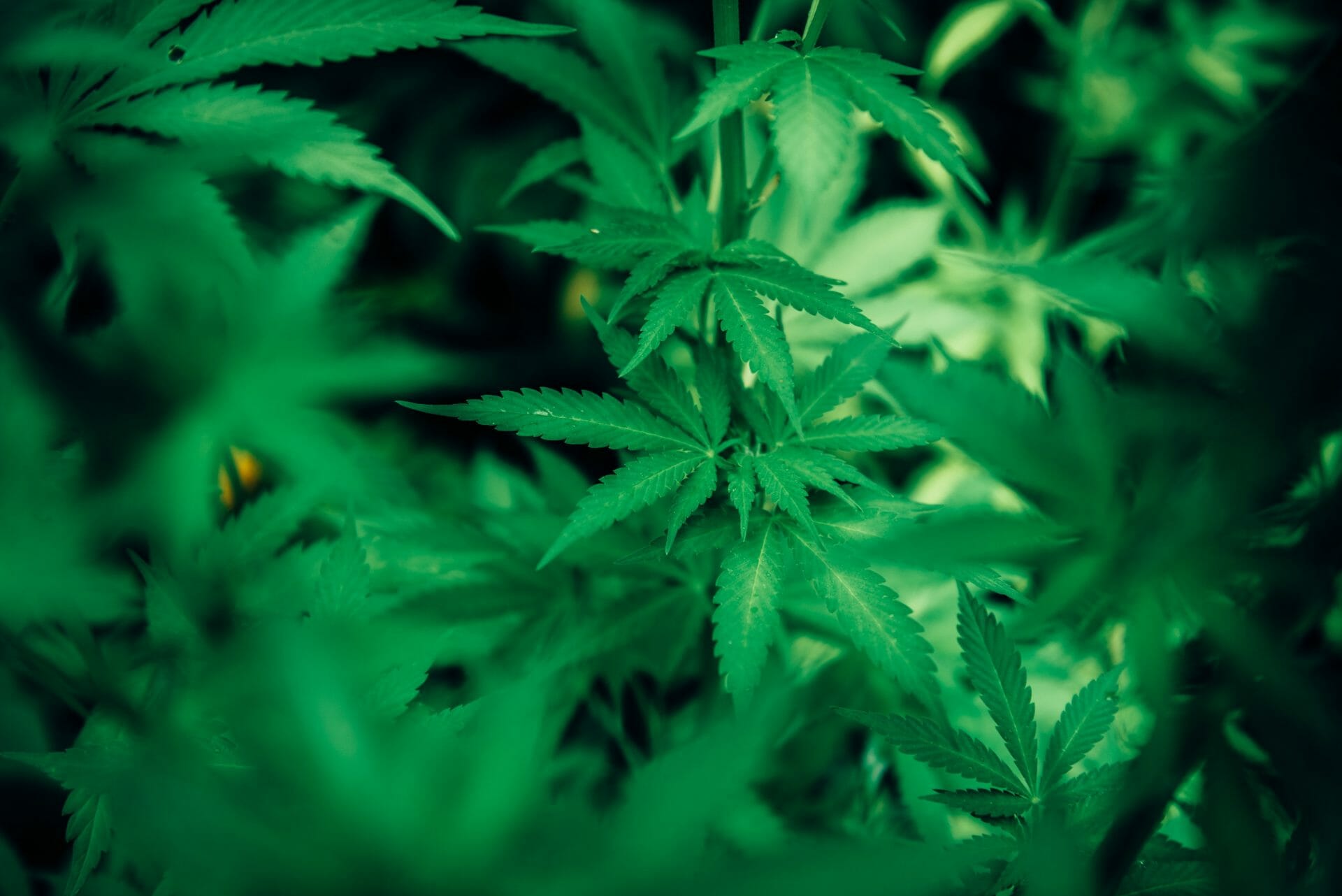 | The Healing Co Canada wholesale Cannabis | The Healing Co Canada