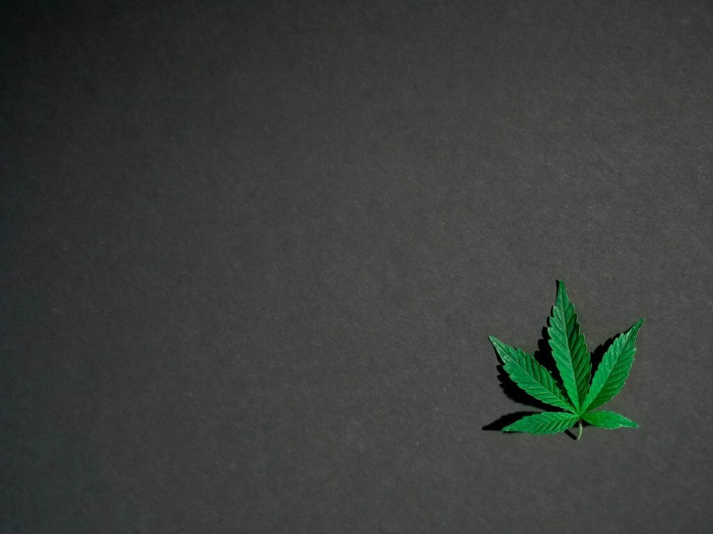 Hybrid Weed | The Healing Co Canada