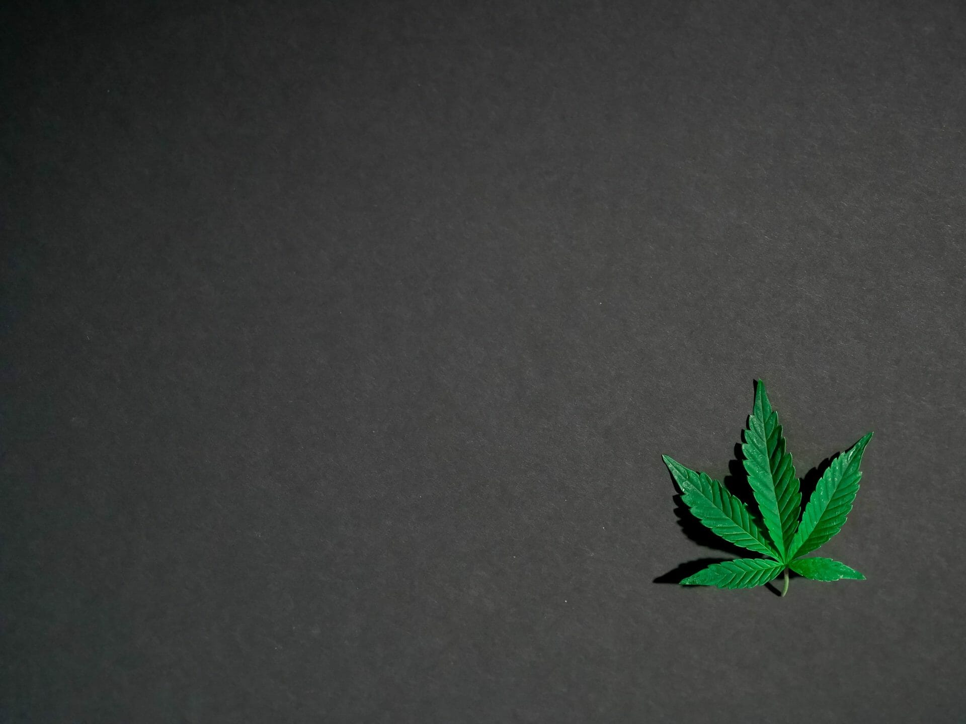 | The Healing Co Canada Hybrid Weed | The Healing Co Canada
