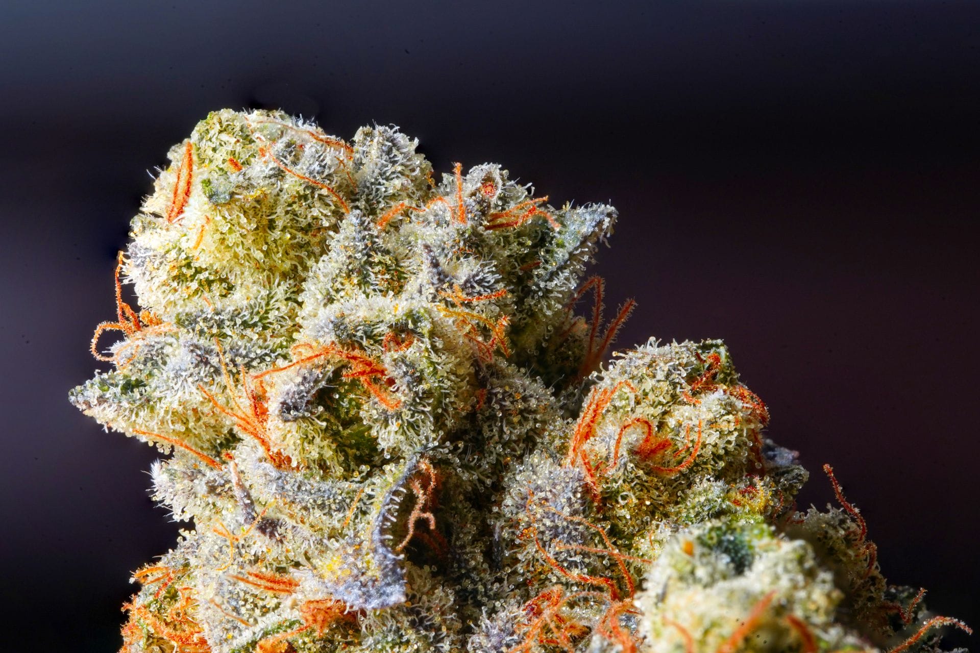 | The Healing Co Canada Weed Delivery Canada_ Top Hybrid Selection | The Healing Co Canada